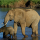 Image for article titled China's Ban on Ivory Imports Isn't Such Good News, After All